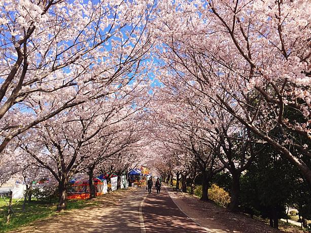 桜の写真をズラリと紹介！！