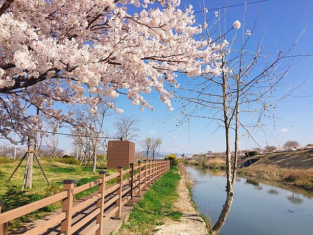 桜が咲いて、いよいよ釜山も観光シーズン突入！