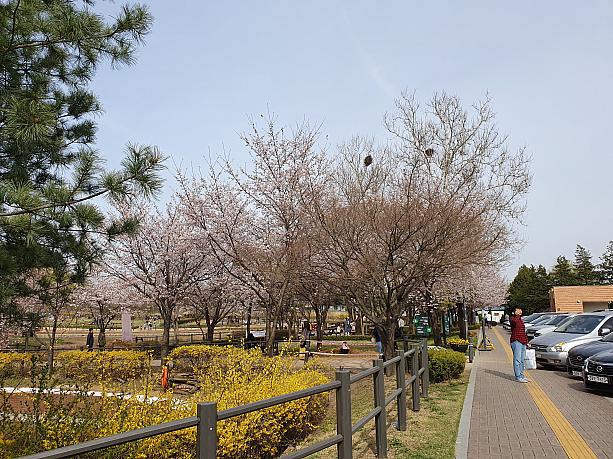 春には盛んになるカササギの巣作り。龍山家族公園の入り口の桜の木のてっぺんにも３つも！！！ｗ