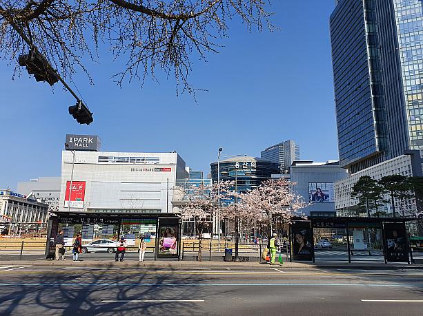 駅前の大通りは、気が付くと、桜が一斉に咲き始め・・・