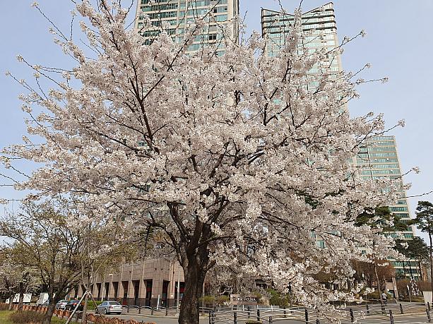 龍山家族公園に向かう途中で見つけた大きな桜の木！本当に立派っ♪