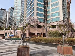 龍山の超高級アパートの敷地内2　小さい植え込みも桜です。