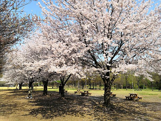 比較的、樹齢の高い桜並木がある人気いエリア
