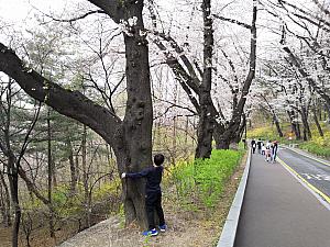 街で見かける新興の桜並木とは違います。風格のある太ーい桜の並木が続きます。