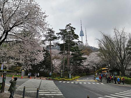 写真で見るソウルの桜と春の花～２０１９年編