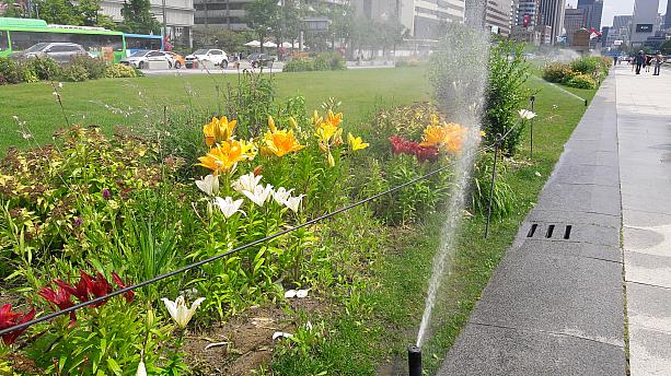 光化門広場の芝生とお花も
