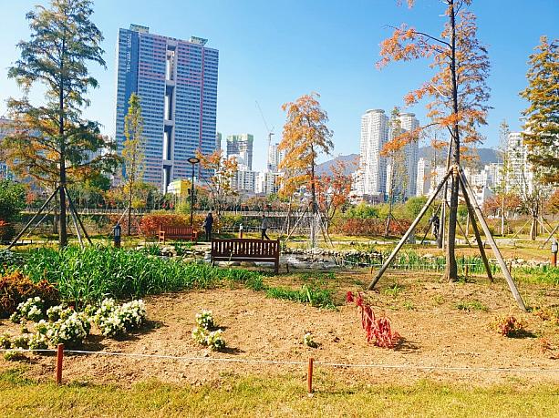秋晴れの日にお散歩にオススメの釜山市民公園！！