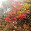 釜山も紅葉が深まってきました！