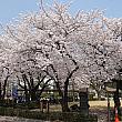 2020年、釜山の桜前線情報♪ 釜山の春 釜山の桜釜山で花見