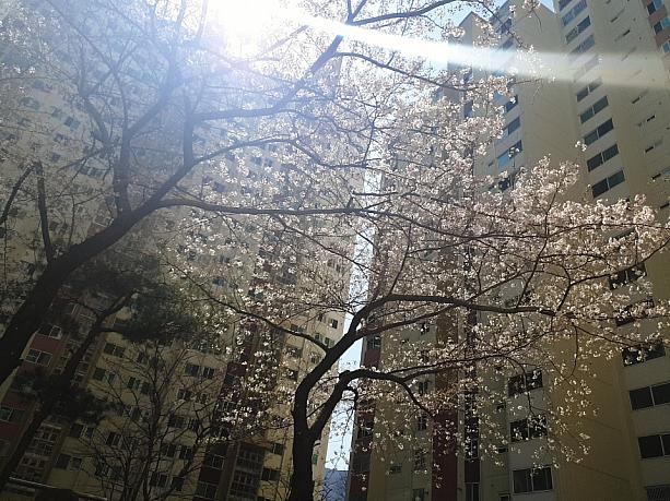 釜山は春です！桜が咲いてるところも～！