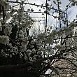 写真で見る釜山の桜～２０２０年編～