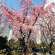 写真で見る釜山の桜～２０２０年編～