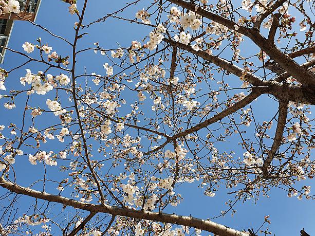 ここも桜が咲き始めました～。最近、コロナ19の影響で家にいることが多くなり、韓国では、家にずっといると言う意味の流行語『チプコク』が生まれました～＾＾