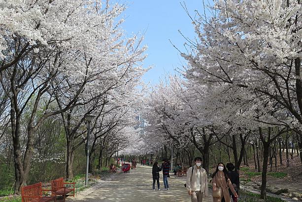 ソウルの森の外周に長い桜並木があることは、案外ソウルの人にも知られていません。