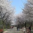 ソウルの森の外周に長い桜並木があることは、案外ソウルの人にも知られていません。
