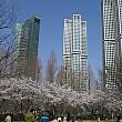 今週はソウルの平地に咲く桜は満開。でもコロナが蔓延する中、ソウルの桜の名所、汝矣島公園は人の密集を防ぐために、今週末、来週末を閉鎖されることになりまりした。ソウルの森は桜の名所の中では広いためか比較的人が密集しない公園です。