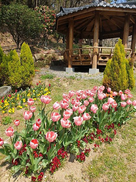 春のお天気を満喫しながら、最近は人が少ない場所をお散歩する釜山っ子が多いです！