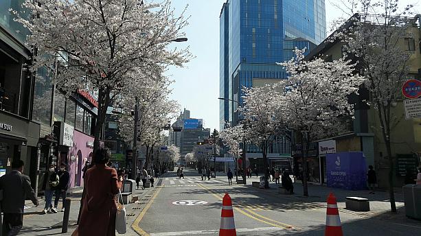 ここは新村駅前から延世大学正門までの通り。桜がずらり～。特に毎週金曜日は午後2時から週末まで、車の通行規制でほぼ歩行者天国に。