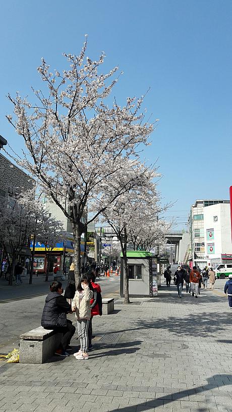 汝矣島の桜祭りは今年中止。毎年行っていたのに残念…と思っていたけれど、ソウルのあちこちに桜が。