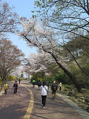 桜以外にもケナリやジンダルレ、チューリップなど春を代表する花が咲いていました。