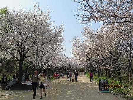 公園の外周には桜並木があります。4/1の時点ですでに満開。ソウルの森駅側から入ると、公園の奥に位置するので、桜並木があることを知らない方も多いのです。