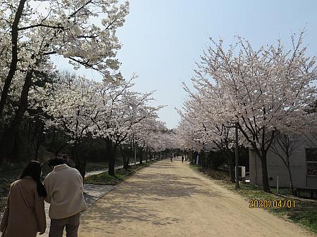 公園の外周には桜並木があります。4/1の時点ですでに満開。ソウルの森駅側から入ると、公園の奥に位置するので、桜並木があることを知らない方も多いのです。