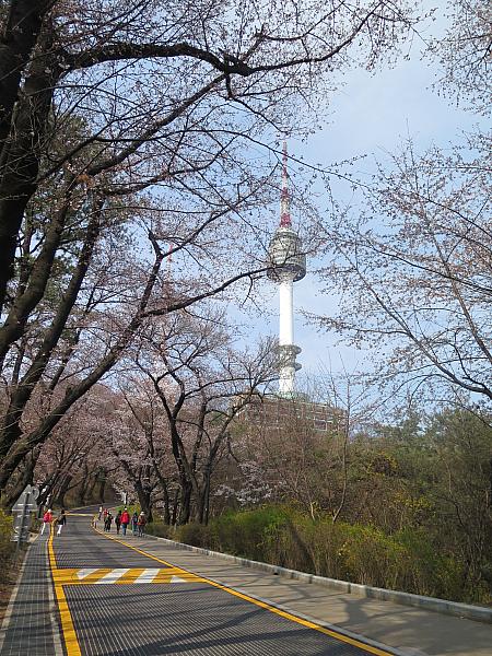 Nソウルタワーからバスの降り口になっていて、南山図書館へと続く道は、南山の桜見物のハイライトとなる場所。樹齢100年を超えるような大きな桜が見事な枝ぶりを見せてくれます。でも、残念ながらまだ5分咲きにも満たず。