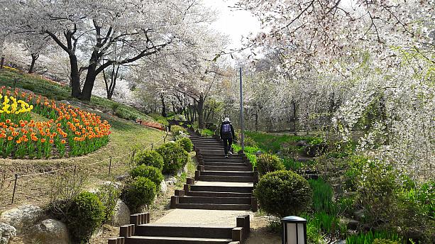 毎年開かれる桜祭りも今年は中止。平日は地元の人がちらほら。