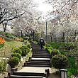 毎年開かれる桜祭りも今年は中止。平日は地元の人がちらほら。