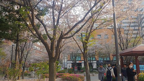 ソウルの桜は散り始めました～