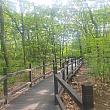 都心の中の森？！とても気持ちよく森林浴ができるのが汝矣島公園！