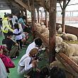 入場券と引き換えに、飼料をもらえるので羊と戯れることもできます。江原道に行くツアーにはこちらの牧場が含まれることもあるのでチェックしてみてくださいね！