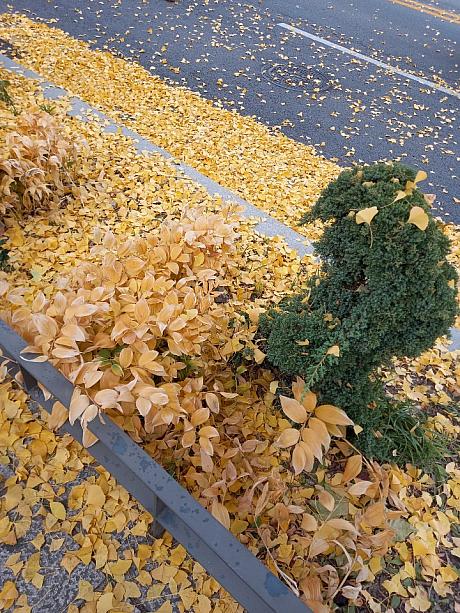 風で葉っぱがひらひら舞い落ちて、黄色いじゅうたんが。