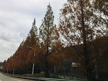 写真で見る秋の紅葉～２０２０年１１月編～釜山の紅葉