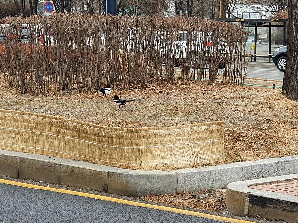 春を告げるように、カチの姿が～。韓国では、カチが鳴くと嬉しい客が来ると言われている縁起の良い鳥～