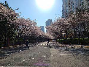 写真で見る釜山の桜～２０２１年編～釜山で桜