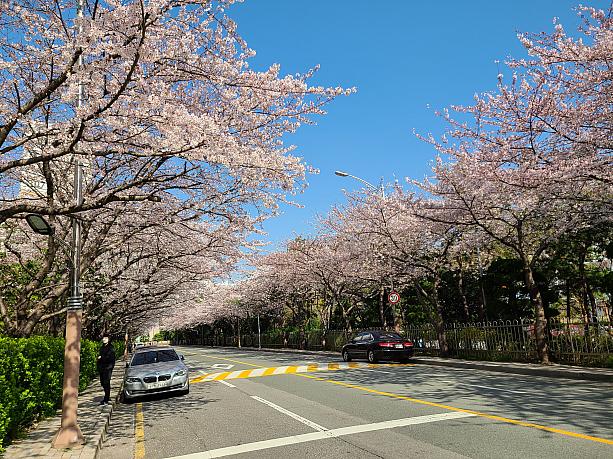 昼間の気温が20度まで上がり暖かくなった釜山。桜が満開になりました！