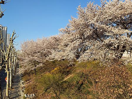 枝ぶりのいい桜の咲きっぷりが素晴らしい。