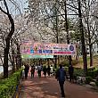 写真で見るソウルの桜と春の花～２０２１年編 ソウルの桜ヨイドの桜