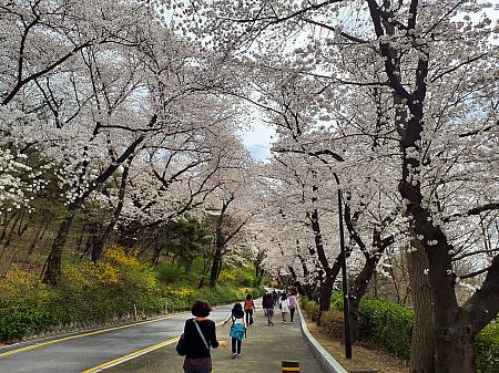 南山図書館〜Nソウルタワーまでの約20分の道のり。道に沿って、桜の老木が並木になっています。ソウル市内のどの桜の名所よりも桜の木が太くて大きいのが特徴です。