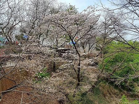 Nソウルタワーの麓の広場では、桜だけではなく春の花が植えられたベンチなどもあり、訪れる人を和ませます。また、ここまで登ってくると、桜はまだ5分咲き。平地部で桜の見ごろが終わっても、南山ではもう少し長く桜のシーズンを楽しめそうです。