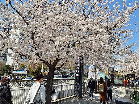 地下鉄5号線 汝矣ナル駅を2番出口を出るとすぐ桜並木。