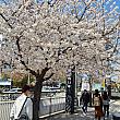 地下鉄5号線 汝矣ナル駅を2番出口を出るとすぐ桜並木。