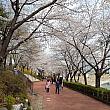 写真で見るソウルの桜と春の花～２０２１年編 ソウルの桜ヨイドの桜