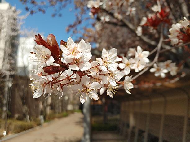 ググっと気温も上がって、ソウル市内は、8部咲きの桜！