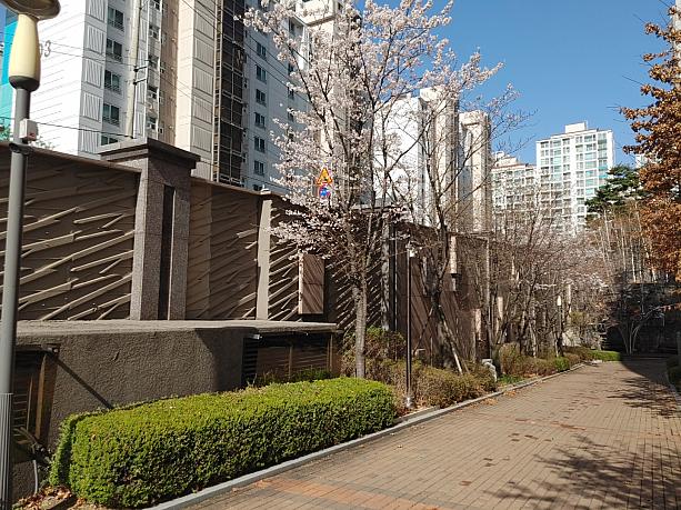 ソウル市内のあちこちできれいな桜が見られます~！