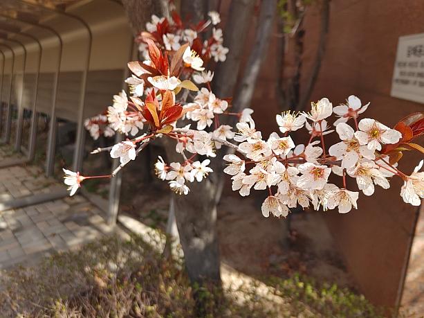 今週いっぱい桜が楽しめそうです＾＾
