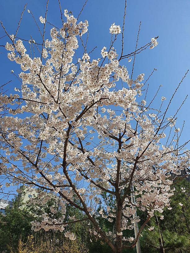 桜も満開に向かってどんどん咲いていま～す♪