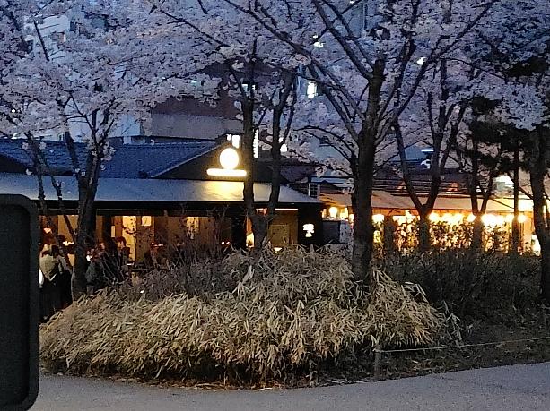 散歩道の脇のお店は、桜を見ながらお食事やお酒を飲めるのでどこも人気のようです。