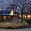 散歩道の脇のお店は、桜を見ながらお食事やお酒を飲めるのでどこも人気のようです。